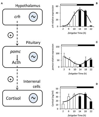 Environmental Cycles, Melatonin, and Circadian Control of Stress Response in Fish